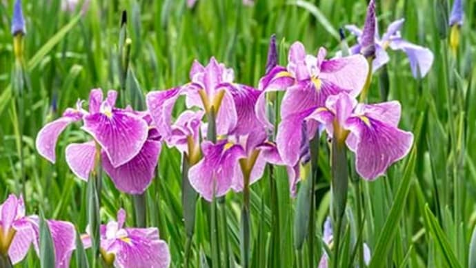 吹上しょうぶ公園再訪、咲いてました