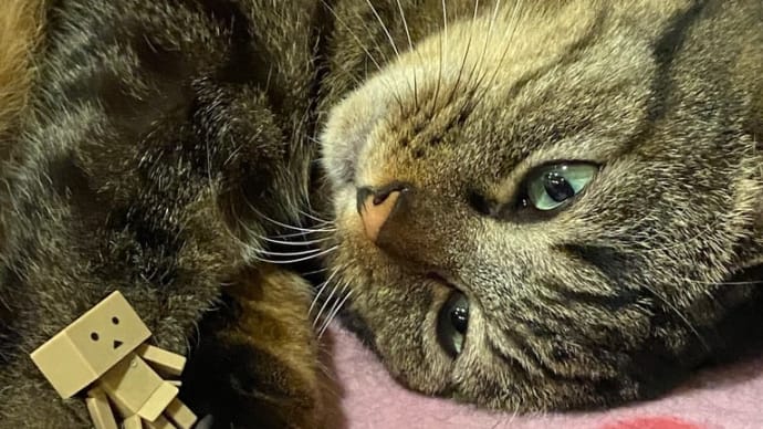 我が家の愛猫 茶々