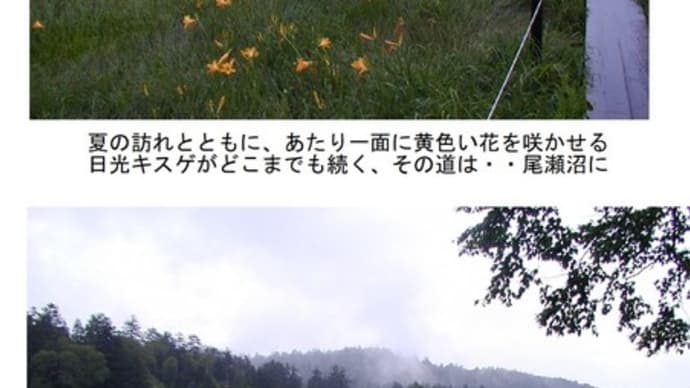 草物盆栽 夏の思い出