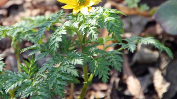 かたくりの里に咲く山野草