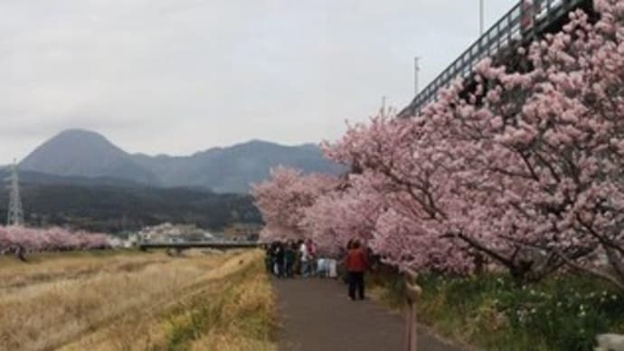 篠窪(篠窪)の隣町 南足柄の狩川(かりかわ)の「春めき桜」がとても綺麗です(2023/03/12)
