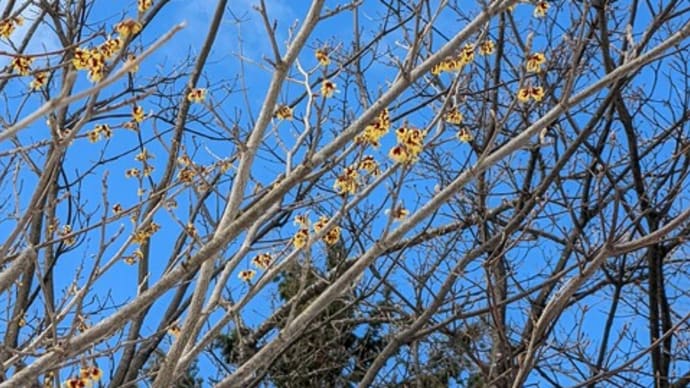 マンサクの花