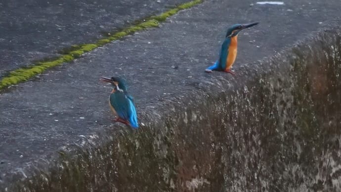 カワセミが2羽　判田川　3.8