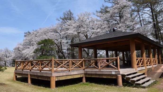 ソメイヨシノ狩り 新潟県妙高市小出雲 経塚山公園(3)東屋とソメイヨシノ