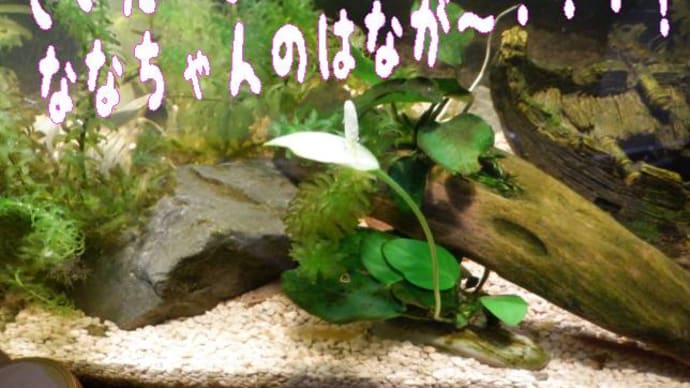 Gooブログ Goo Blog ハッシュタグ アヌビアスナナちゃん