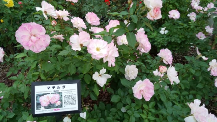 谷津バラ園