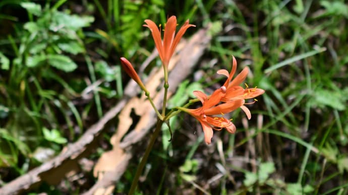 ◆キツネノカミソリを泉自然公園で（千葉市）