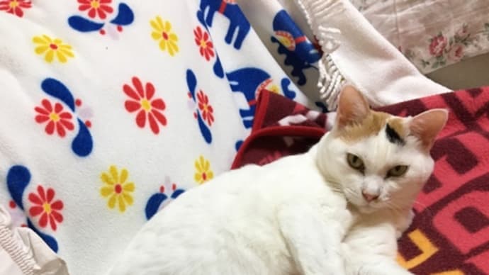 猫のユキちゃんの写真とカール ラガーフェルド シュペットの本
