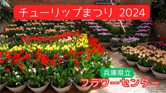 早咲きチューリップが咲いているって ・・・