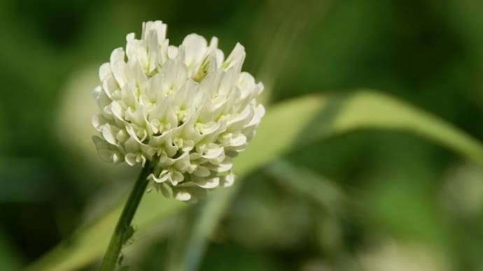 白詰草の花輪 👑