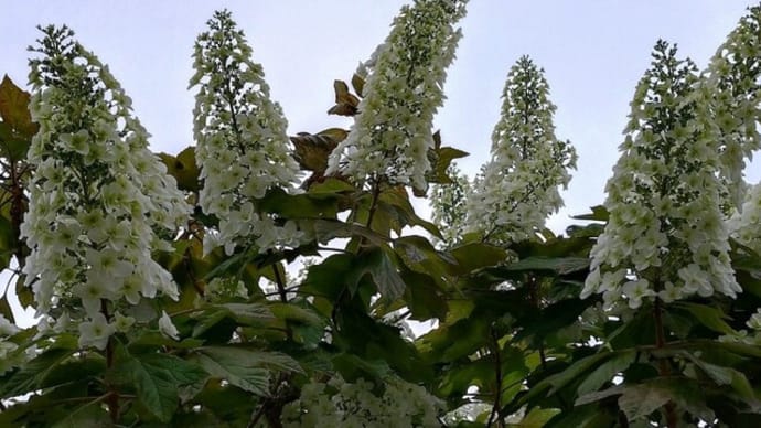 カシワバアジサイ(柏葉紫陽花)