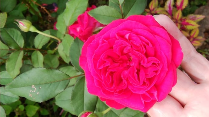 薔薇200種が元気に育つみちこさんのお庭!
