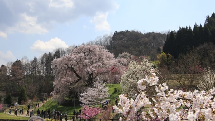 宇陀市の桜見物