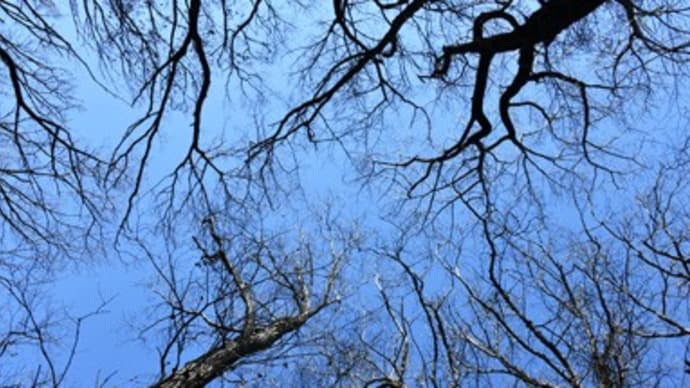 2021年2月6日 立春過ぎの森
