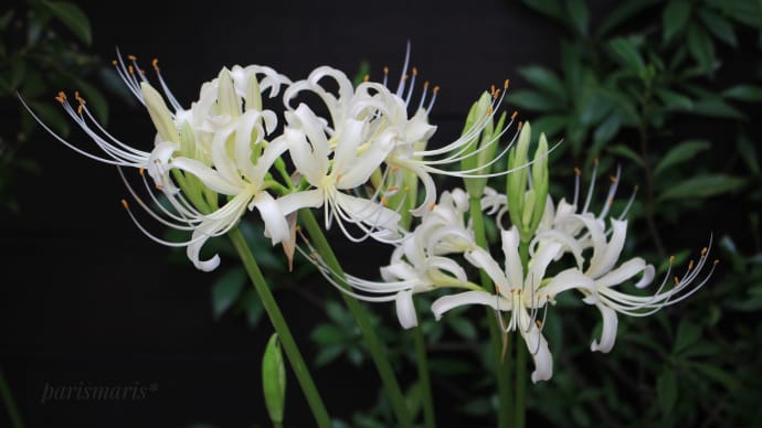 艶なる白 ~白花曼殊沙華~