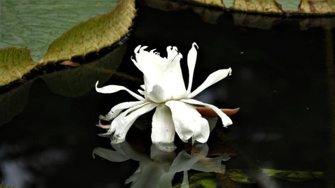 神代植物公園のオオオニバスの花
