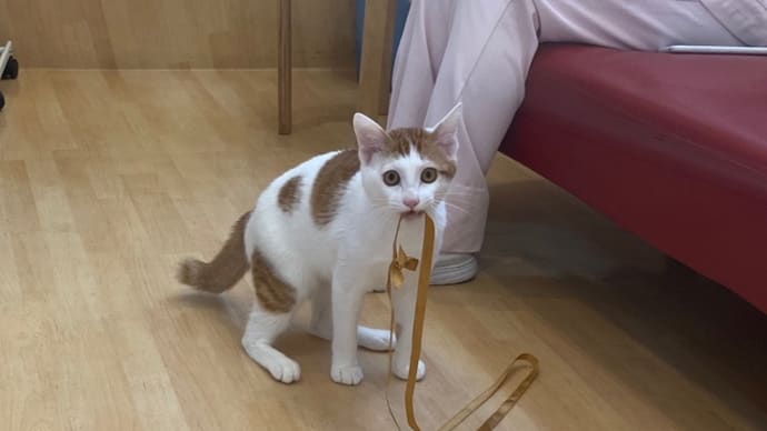 9月20日 ちくわ