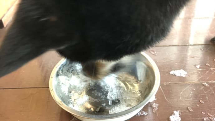 今日も かき氷🍧食べたワン🐶❣️