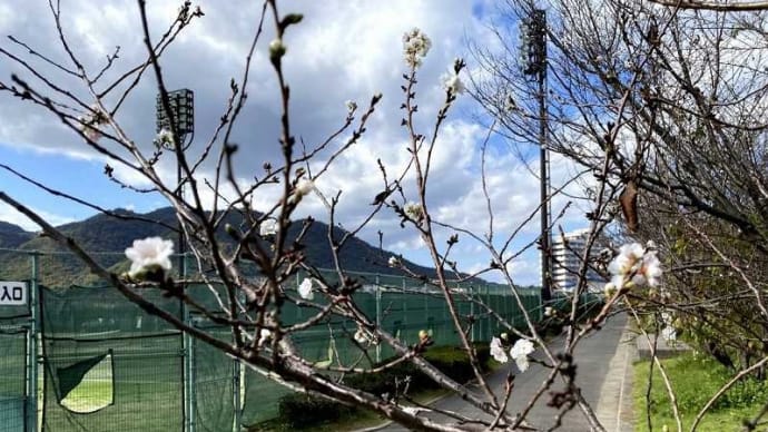桜が開花、竹ヶ端に春が??やってきた?でも「紅葉」しているけど…あれ?工事中?そう、センターコートができるんだって!