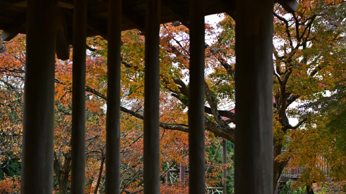 ◆(続)「昭和の森(千葉市緑区土気町)」の紅葉は見頃。