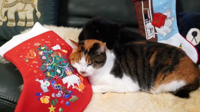 猫ちゃんへクリスマスプレゼント
