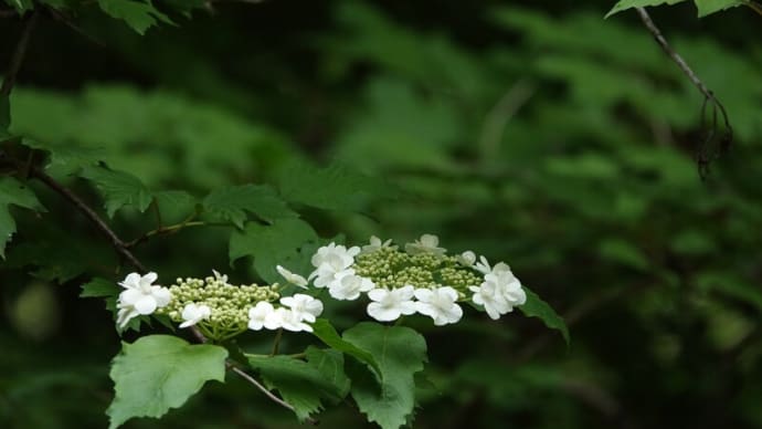 新緑の白い花 ～赤城自然園より～