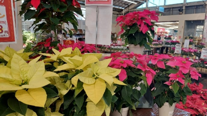 クリスマスがやってくる?
