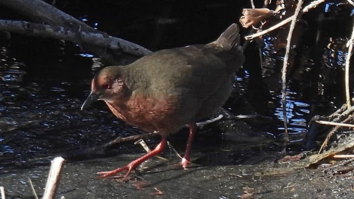 手賀沼 運動兼ねて野鳥散策