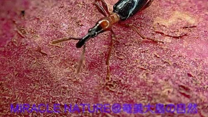 サツマイモの害虫:アリモドキゾウムシ