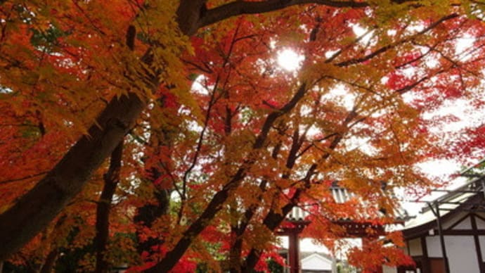 2020年乙訓寺の紅葉　＠　京都妖怪探訪（７１９）