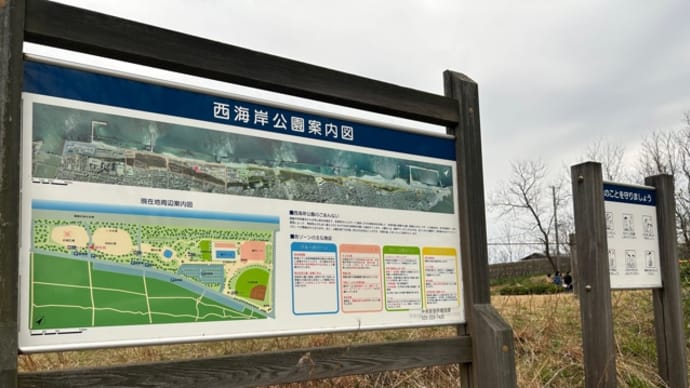 西海岸公園のお城広場をウォーキング‼️桜満開だけど雨に降られて…