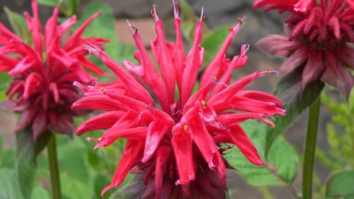 夏の花:モナルダ