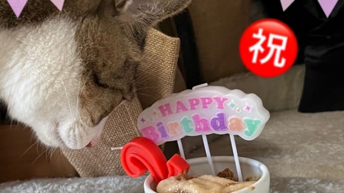 コテblog🐈㊗️🐈お誕生日編