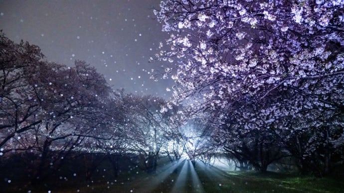 雨の夜の桜