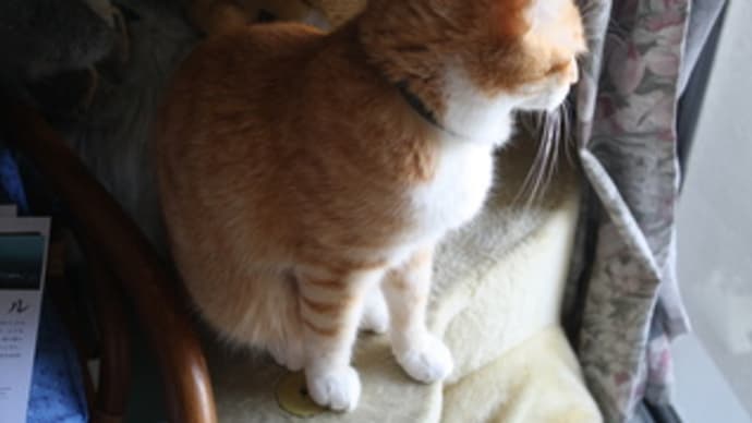 ばいがえし???
