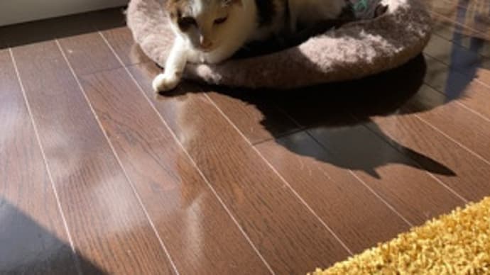 僕ちゃんのうんこよ