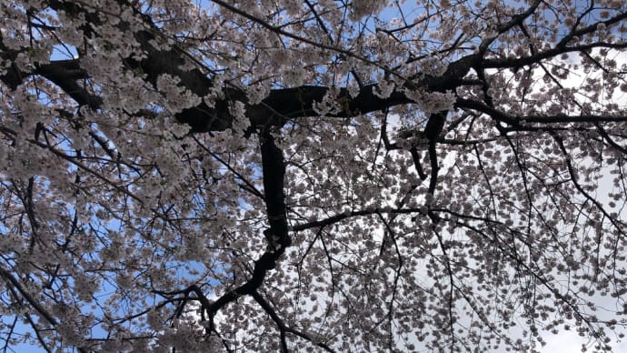 #それぞれの桜#花見#墓参り