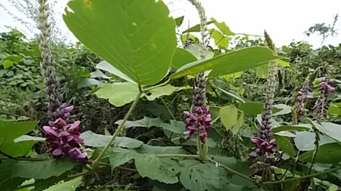 渡辺白泉/葛の花くらく死にたく死にがたく