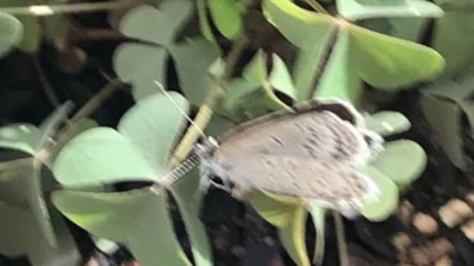 小さすぎる食卓