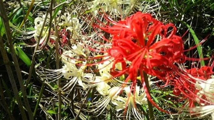 秋の花・華コレクション2021/紅白彼岸花めでたいか?