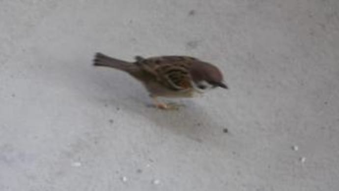 私のオフ