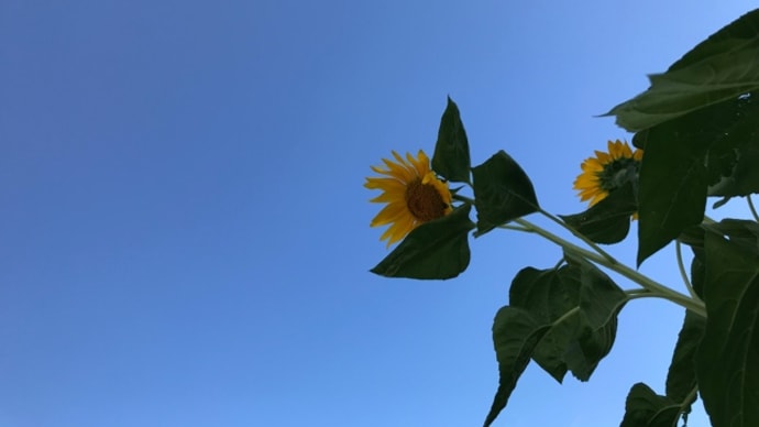 湘南、向日葵と青空