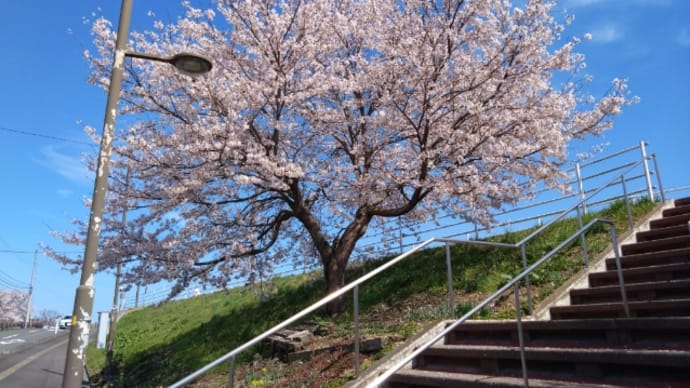 【ドライブ】柴田町の一目千本桜を観に行こう