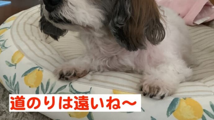 ユニクロのリサイクルボックスへ!