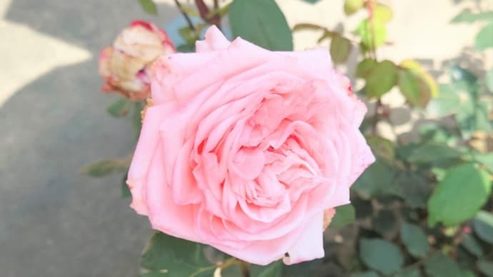 肌がたるむ原因の一つは…