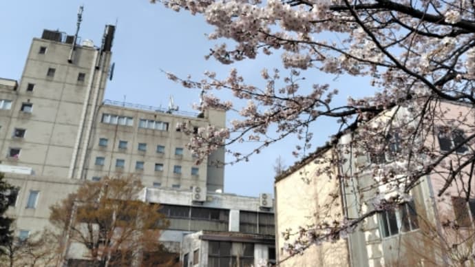 みちのくの春2025 (1) 米沢市門東町