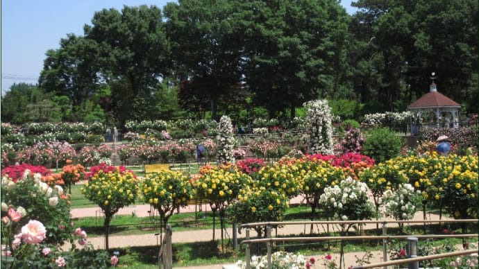 敷島公園のバラⅢ