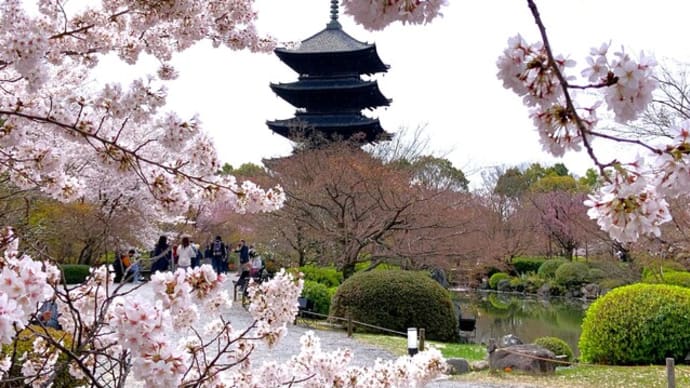 京都の桜を見てきました。