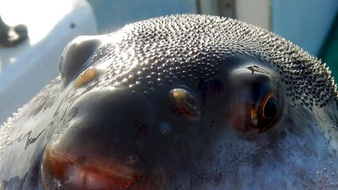 アマダイ五目で遊ぶ、春の相模湾