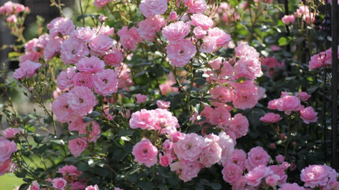 一番花は終盤～遅咲きのバラ、ボニカ’82とポンポネッラ